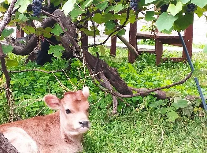 Gjecaj And Restaurant