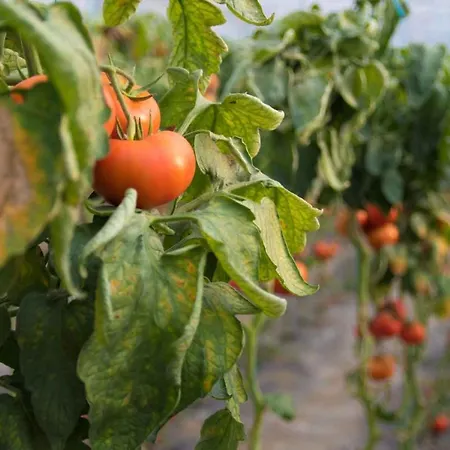 Gjecaj And Restaurant 3*