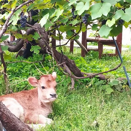 Gjecaj And Restaurant